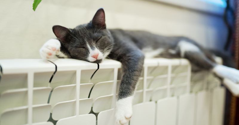 an electric radiator mounted on a wall while a cat resting on it