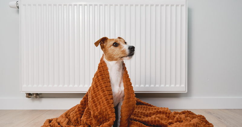 A small brown dog wrapped in a brown blanket, enjoying warmth near a wall-mounted electric radiator.